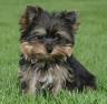 well train Yorkie puppies available