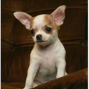 AKC registered and home raised and chihuahua puppies for adoption