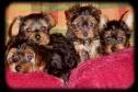 X-mas yorkie puppies for adoption