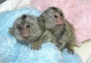  Baby Marmoset Monkeys  for adoption